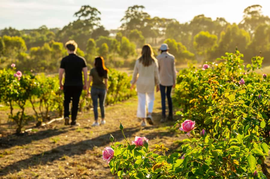 Adelaide Hills: Jurlique Farm Tour - From Adelaide Hills soil to Jurlique skincare