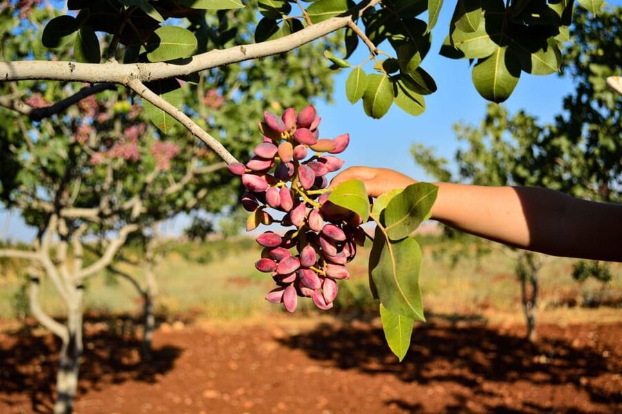 Aegina: Organic Pistachio Orchard Tour with Factory Visit - Who will get the most from this outing