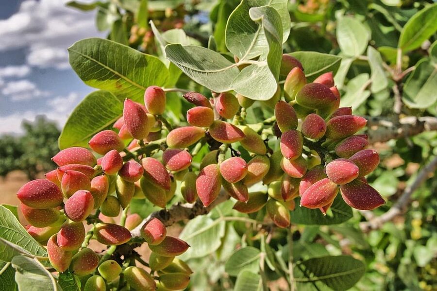 Aegina: Organic Pistachio Orchard Tour with Factory Visit - Timing, cancellation, and practical planning