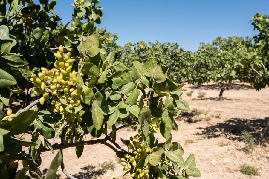 Aegina: Organic Pistachio Orchard Tour with Factory Visit - Is the pistachio orchard tour worth booking?