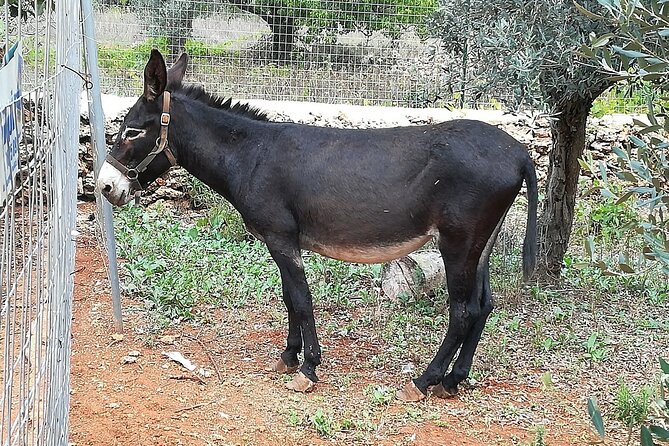 Agriaperitivo in a 3-Hour Farm Activities in Ugento - How to make the most of the three hours