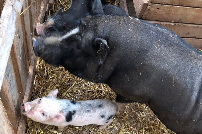 Agriaperitivo in a 3-Hour Farm Activities in Ugento - Why the local food matters here