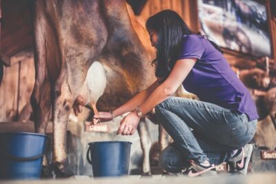 Agrodome Farm Experience including Farm Show and Farm Tour – Rotorua