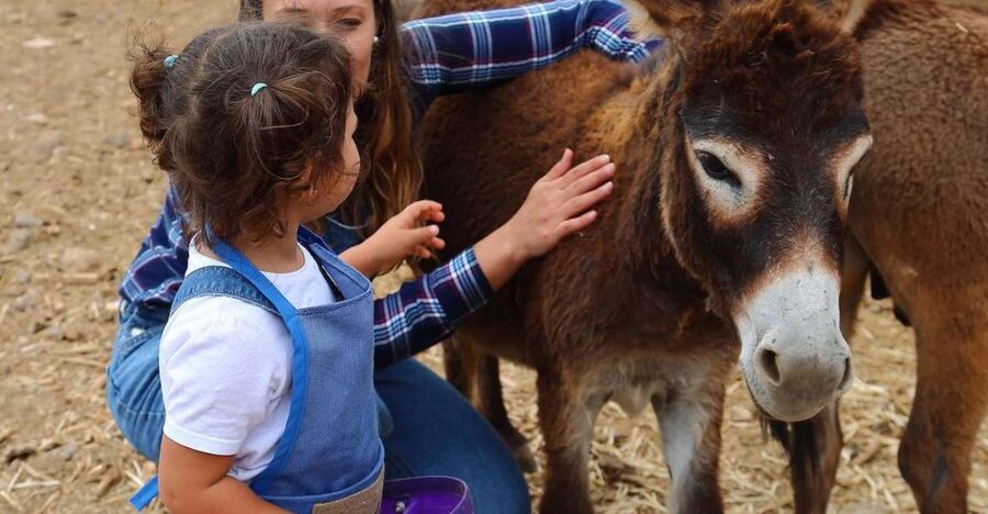 Agüimes : Be a farmer for the day at La Jaira de Ana - A working farm near Agüimes, not a quick photo stop