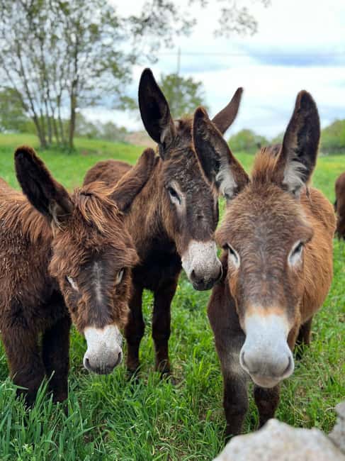 Alberobello: Guided e-bike tour + donkey farm visit - A donkey farm stop with a personal feel