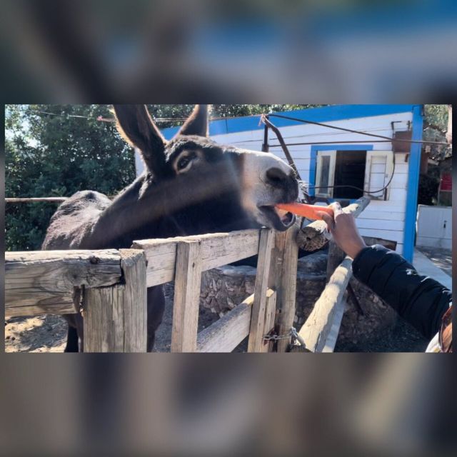 Albufeira Safari exploring villages, churches, castle & farm - The drive from Paderne to Alte