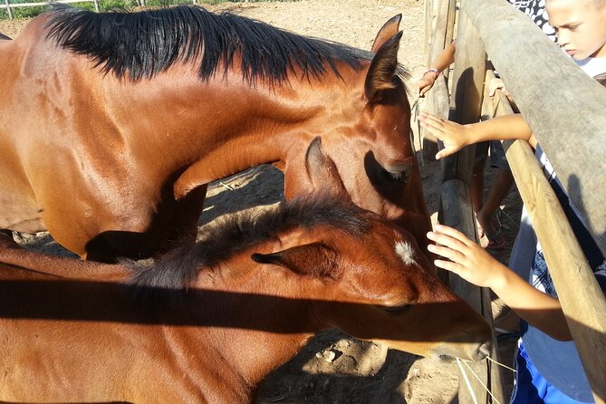 Alcamo Farm Animals and Aromatic Garden - Walking through olives, vines, citrus, and herbs