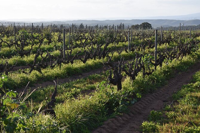 Algarve wine tour and farmer's lunch at wine estate - Group size, timing, and practical planning