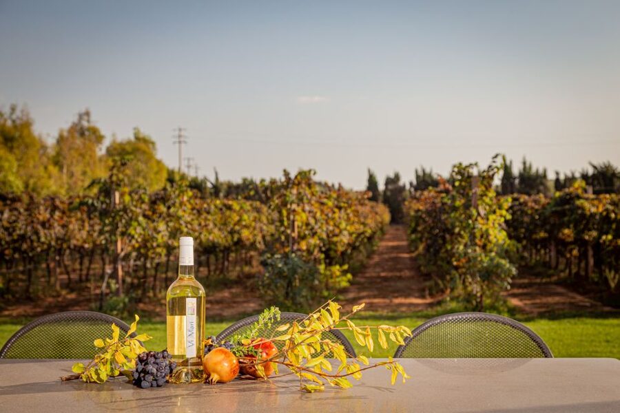 Alghero: Wine and Olive Oil Tasting at a Local Farm - Walking among the vines and olive trees