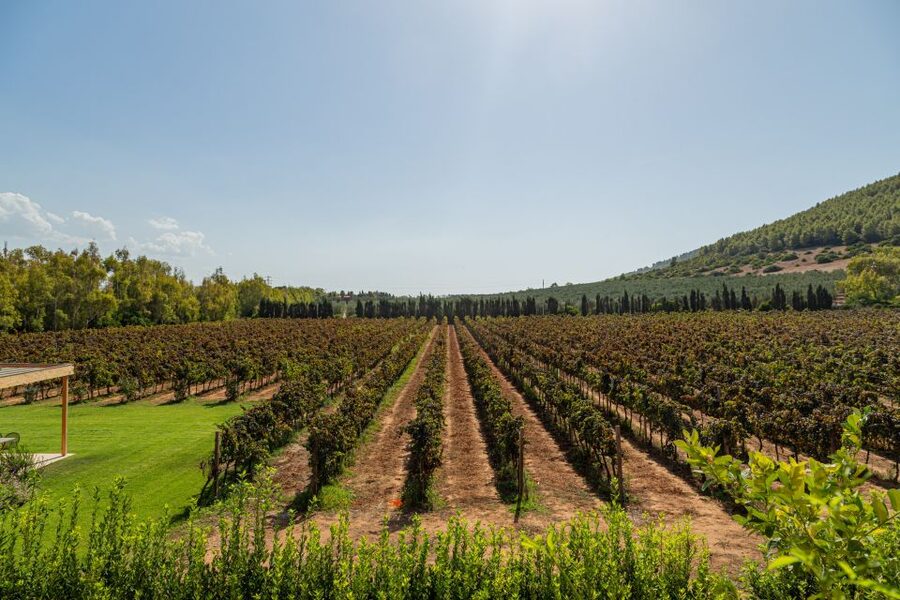 Alghero: Wine and Olive Oil Tasting at a Local Farm - Getting there from Alghero