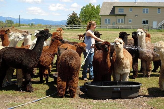 Alpaca and Llama Farm Tour - Meeting the alpacas at a working Montana farm