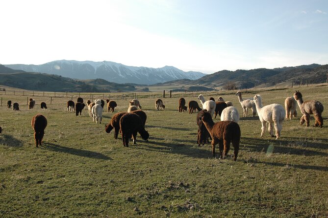 Alpaca and Llama Farm Tour - Beyond alpacas: guard dogs, chickens, horses, and Jill the cat