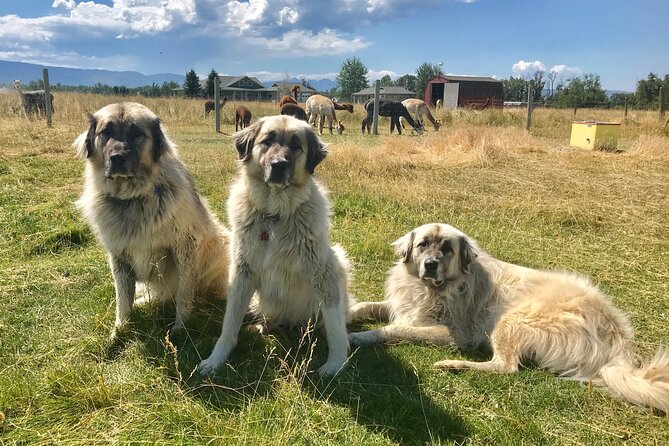 Alpaca and Llama Farm Tour - Guides who make the small group work