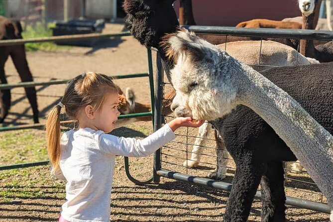Alpaca and Llama Farm Tour - Photos, souvenirs, and the value of a short visit
