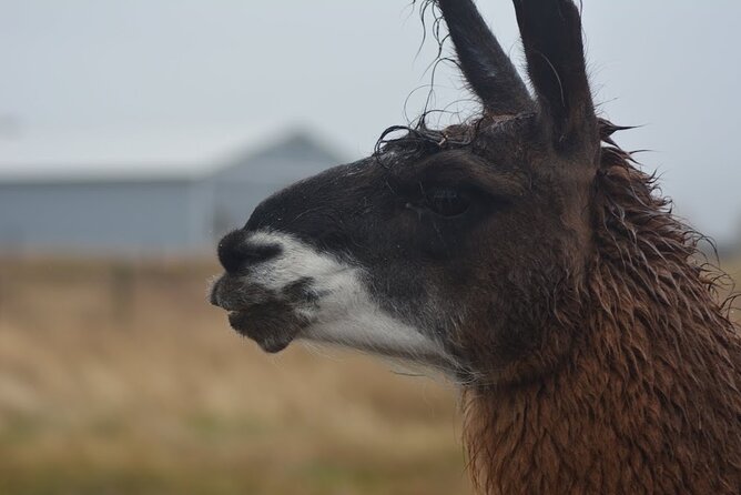 Alpaca and Llama Farm Tour - What to wear and what the farm conditions mean