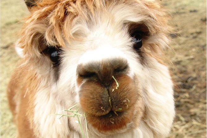 Alpaca and Llama Farm Tour - Is it suitable for children and visitors with limited mobility?