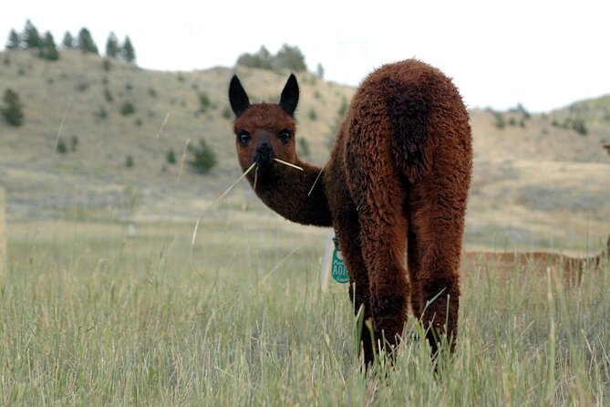 Alpaca and Llama Farm Tour - Who will enjoy this Bozeman farm experience?