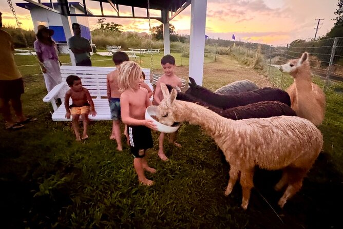 Alpaca Farm Experience on the Road to Hana - A gentle start to the Road to Hana