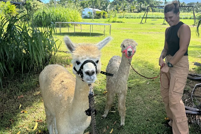 Alpaca Farm Experience on the Road to Hana - What the guide adds to a short visit