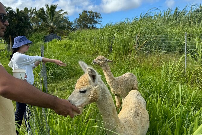 Alpaca Farm Experience on the Road to Hana - Planning it around the winding road