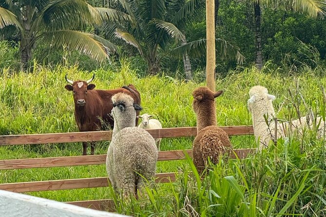 Alpaca Farm Experience on the Road to Hana - Who will enjoy this most