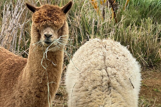 Alpaca Farm Experience on the Road to Hana - Meeting the alpacas in the pasture