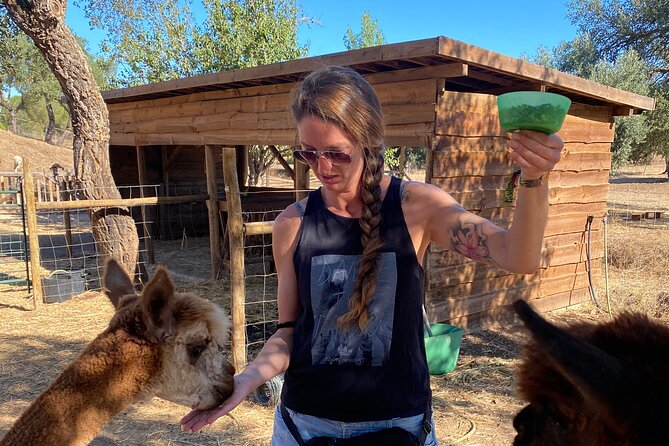 Alpaca Farm MamaAdama Meet & Feed - Who will enjoy this most?