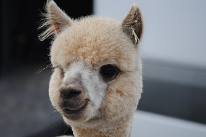 Alpaca Farm Tours with Toffeemont - Key points to know before you book