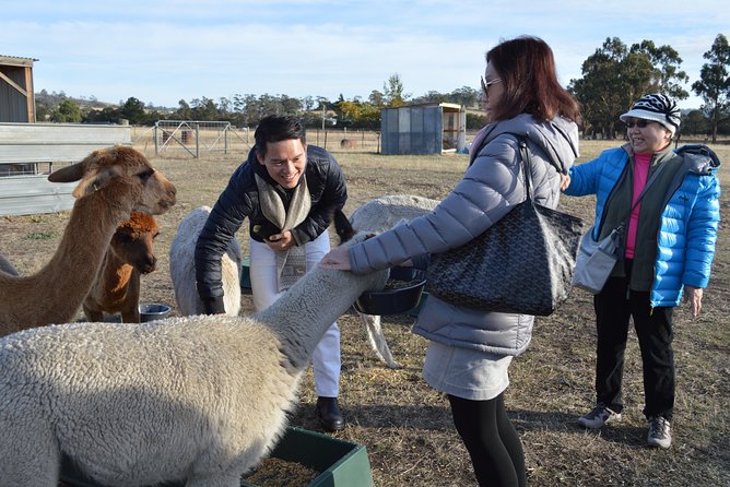 Alpaca Farm Tours with Toffeemont - Feeding, petting, and taking alpaca selfies