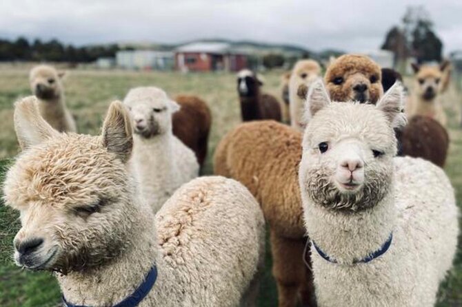 Alpaca Farm Tours with Toffeemont - Homemade tea adds a welcome pause