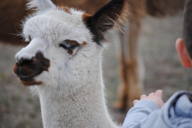 Alpaca Farm Tours with Toffeemont - How the 90-minute visit fits your day