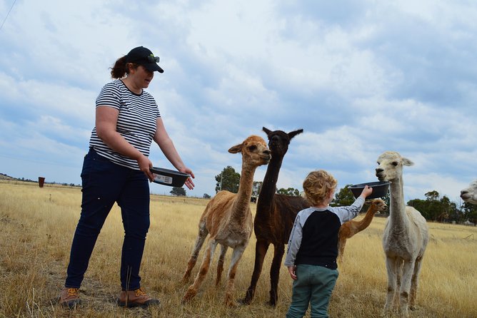 Alpaca Farm Tours with Toffeemont - Is $39.45 per person good value?
