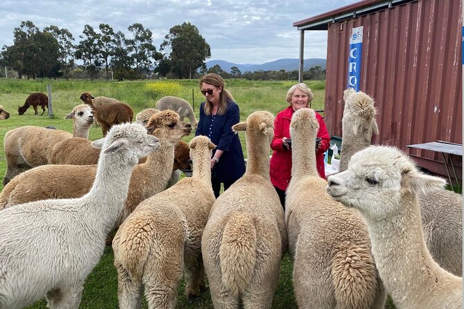 Alpaca Farm Tours with Toffeemont - Who will enjoy Toffeemont most?