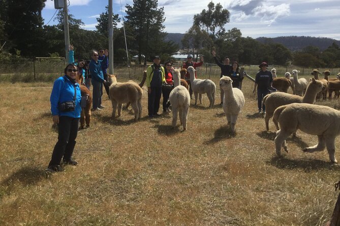 Alpaca Farm Tours with Toffeemont - Booking, weather, and cancellation details