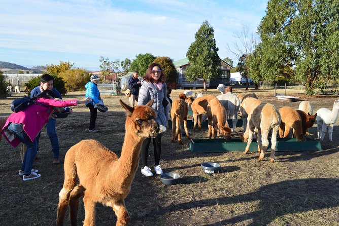 Alpaca Farm Tours with Toffeemont - Learning about a real alpaca farm