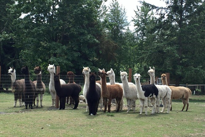 Alpaca Ranch and Fiber Processing Mill Tour - Why this Yelm farm visit feels different