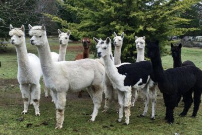 Alpaca Ranch and Fiber Processing Mill Tour
