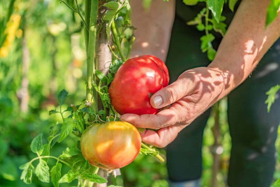 Amalfi Coast: Pizza & Mozzarella Class with Farmhouse visit - Walking through the lemon grove and vegetable garden