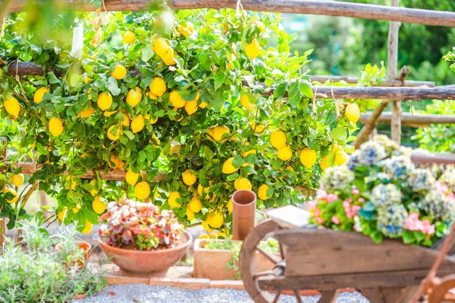 Amalfi: Cooking Class and Farmhouse Visit With Meal - Who should book this class?