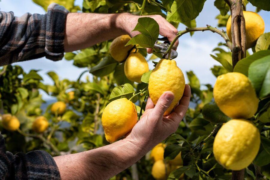 Amalfi: Cooking Class and Farmhouse Visit With Meal - From lemon trees to the vegetable patch
