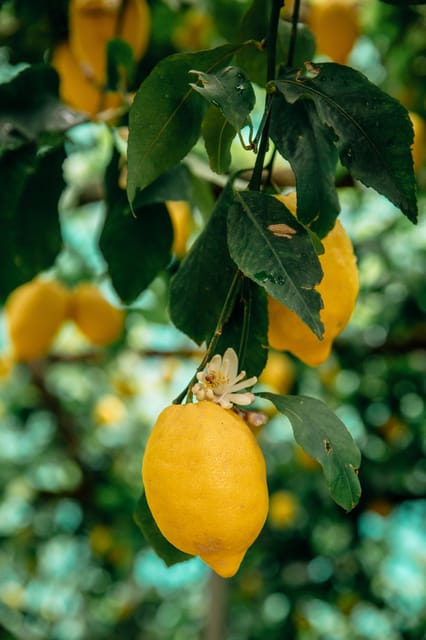 Amalfi: Vertical Lemon Farm Tour, Tastings, and Rural Museum - Walking into Amalfi’s six-generation lemon farm