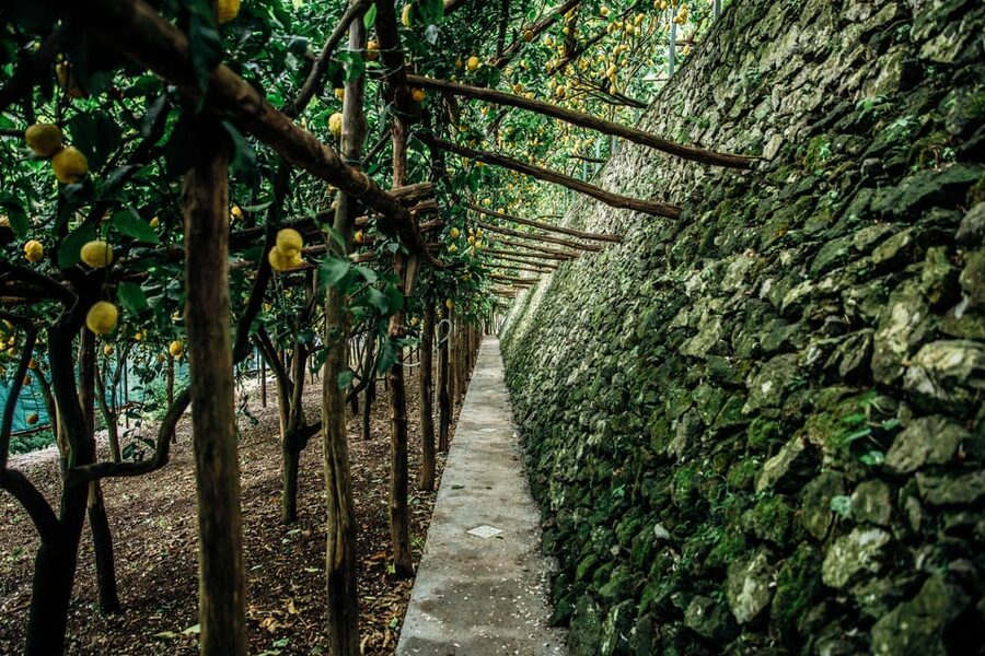 Amalfi: Vertical Lemon Farm Tour, Tastings, and Rural Museum - The tasting: lemonade, cake, and limoncello