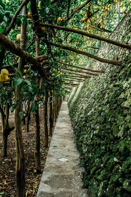 Amalfi: Vertical Lemon Farm Tour, Tastings, and Rural Museum - The route, timing, and physical effort