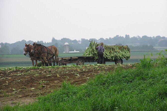 Amish Farmlands Tour - What You Learn About Plain Community Life