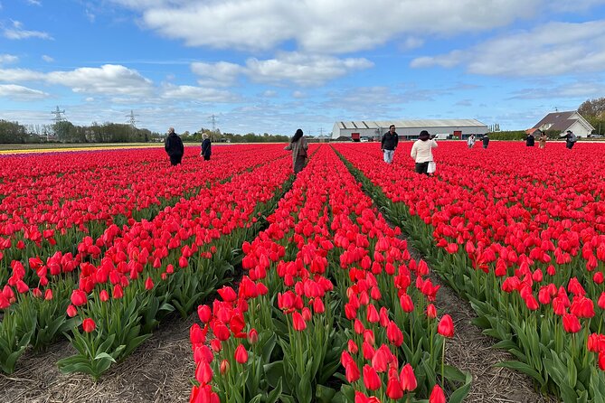 Amsterdam: Day trip to Tulip Farm, Keukenhof + Windmill Cruise - Starting at This is Holland across the IJ