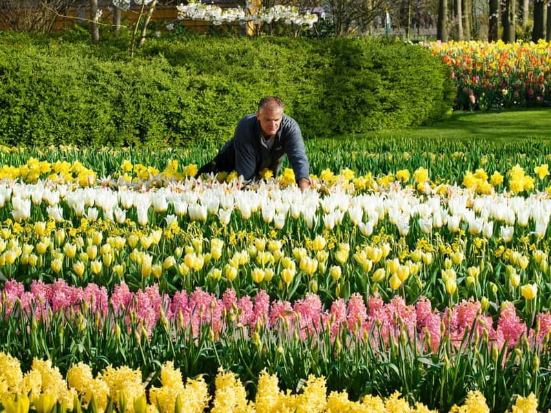 Amsterdam: Tulip Farm Visit, Keukenhof, and Windmill Cruise - Who should book this tour?