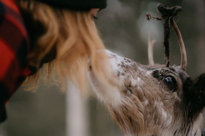 Arctic Reindeer Farm Experience with Snowshoeing in the Wild - Who will enjoy this most