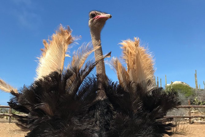 Aruba Ostrich Farm Tour with Lunch - Meeting Aruba’s Flightless Birds Up Close