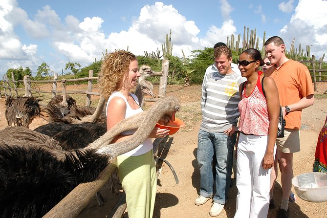 Aruba Ostrich Farm Tour with Lunch - The Adult Birds and the Feeding Experience