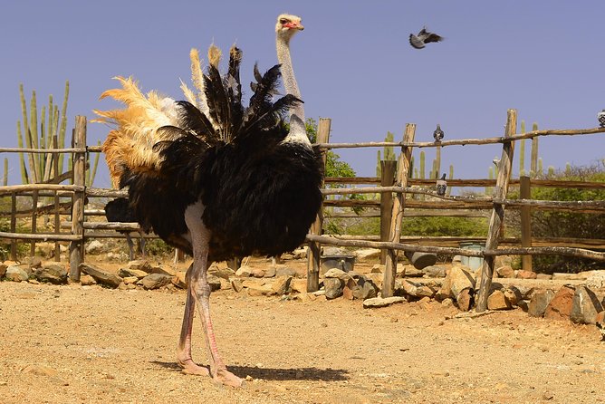 Aruba Ostrich Farm Tour with Lunch - The Art Shop and a Slower Pace